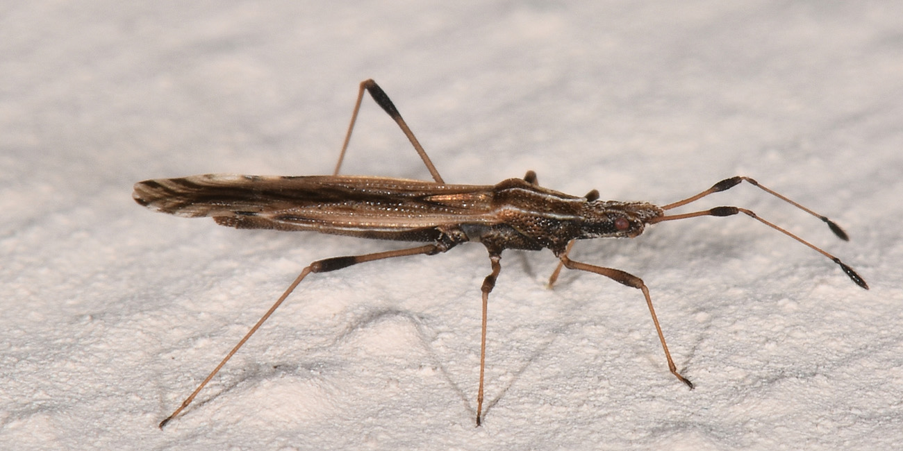 Berytidae: Berytinus sp?  Sì, Berytinus montivagus